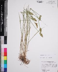 Carex stipata var. stipata image
