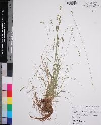 Carex texensis image