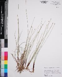 Eleocharis wolfii image