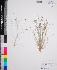 Isolepis carinata image