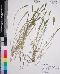 Lilaeopsis carolinensis image