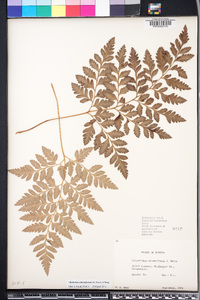 Polystichum adiantiforme image