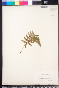 Polystichum tsus-simense image
