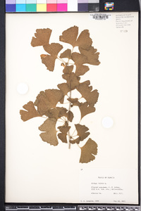 Ginkgo biloba image