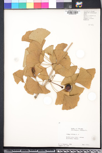 Ginkgo biloba image