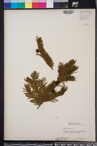 Taxus baccata image