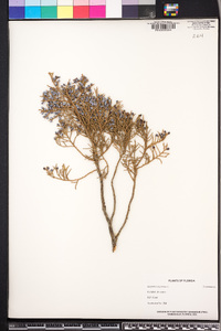 Juniperus silicicola image