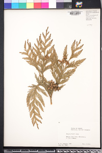 Thuja plicata image