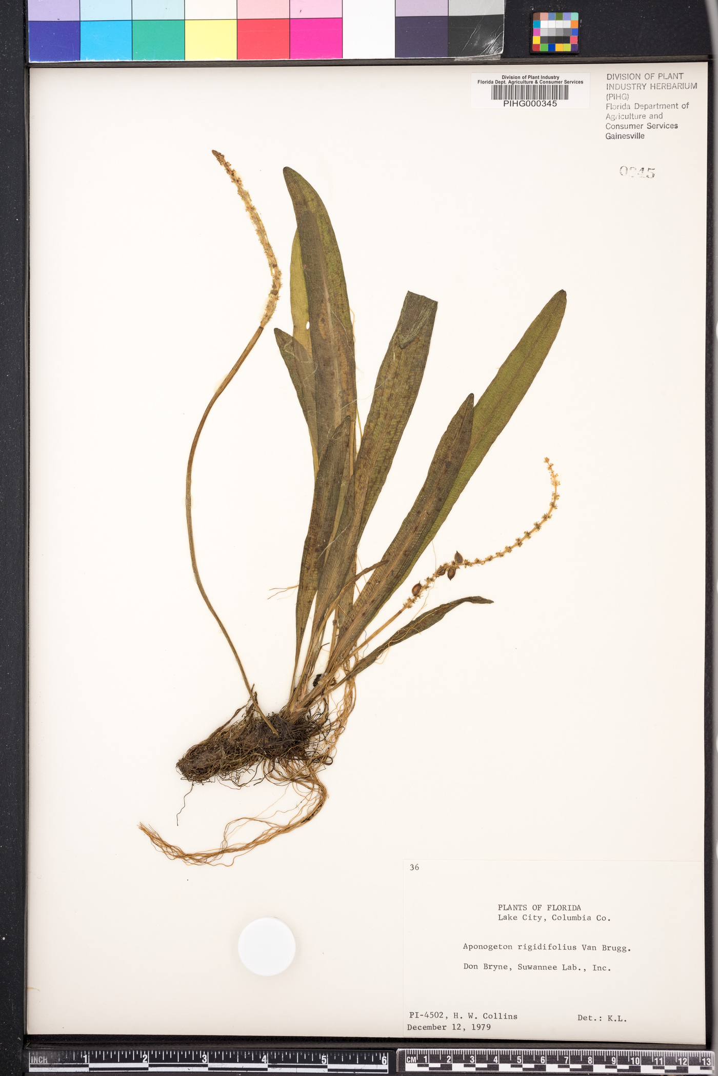 Aponogeton rigidifolius image