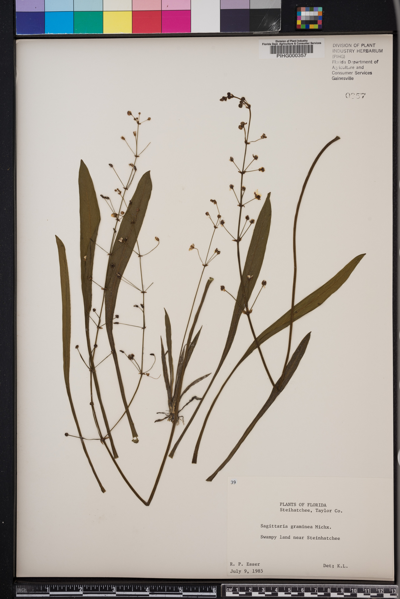 Sagittaria chapmanii image