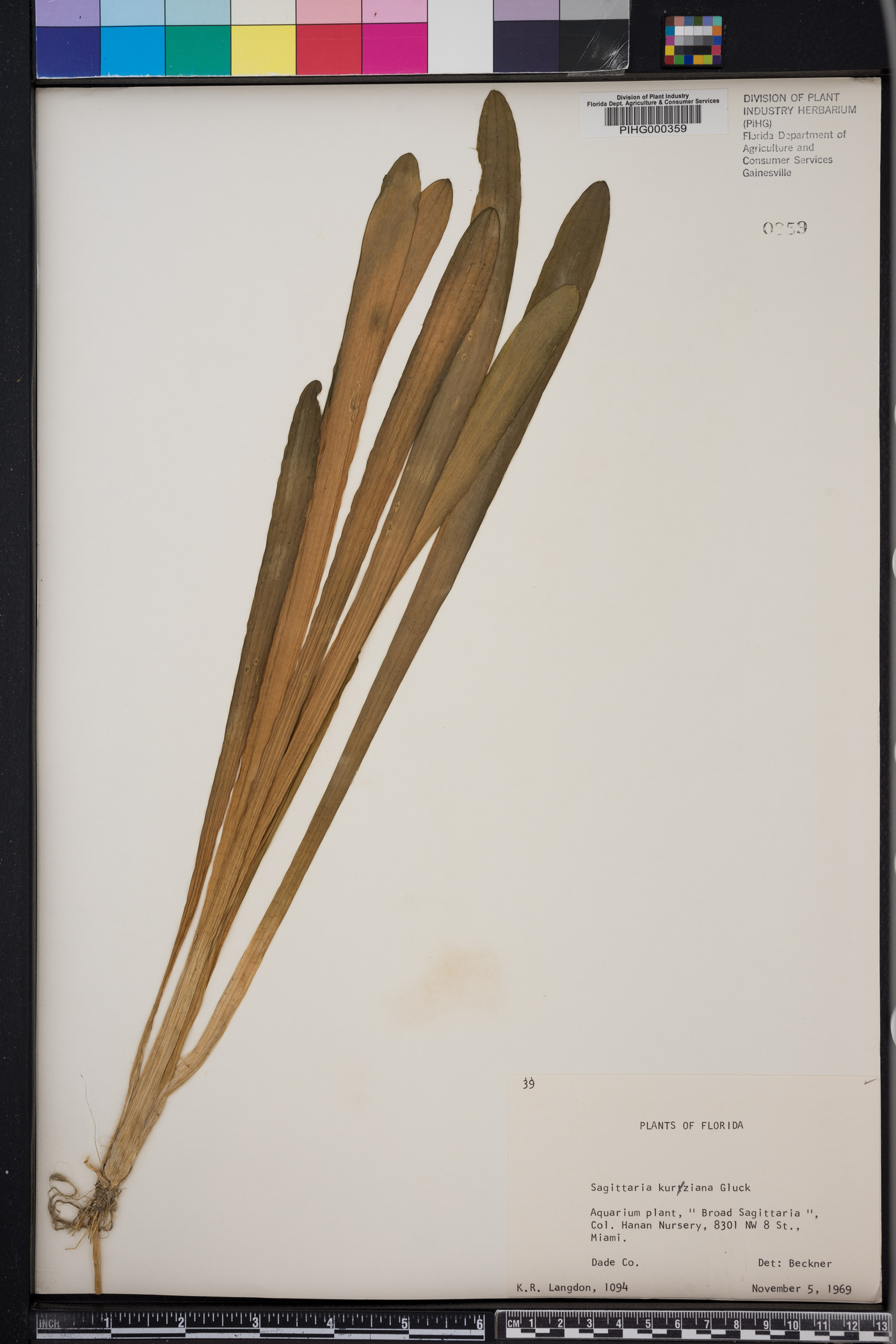 Sagittaria kurziana image
