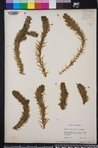 Elodea densa image