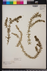 Hydrilla verticillata image