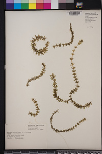 Hydrilla verticillata image