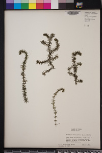 Hydrilla verticillata image