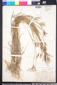 Dichanthium annulatum image