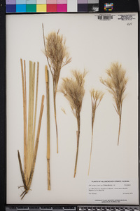 Andropogon glomeratus image