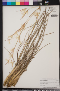 Andropogon longiberbis image