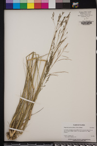 Eragrostis atrovirens image