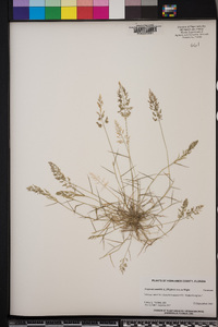 Eragrostis amabilis image