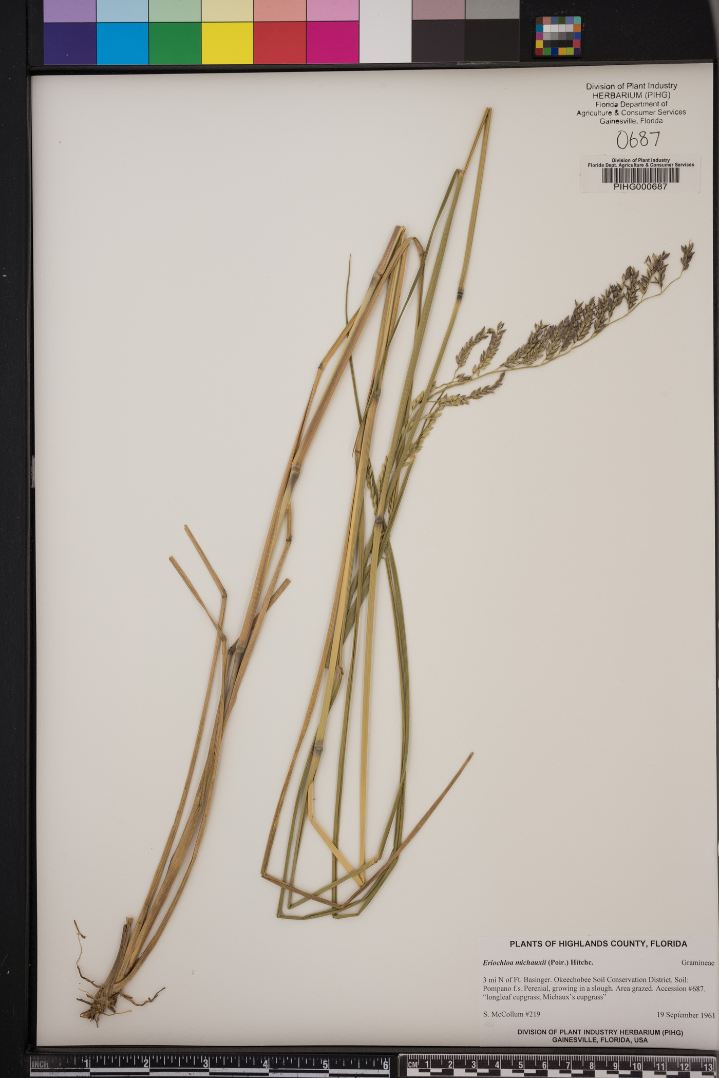 Eriochloa michauxii image