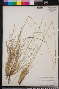 Eriochloa sericea image