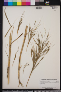 Heteropogon melanocarpus image