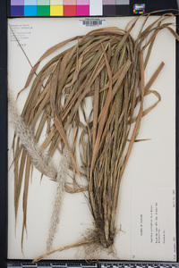 Imperata cylindrica image