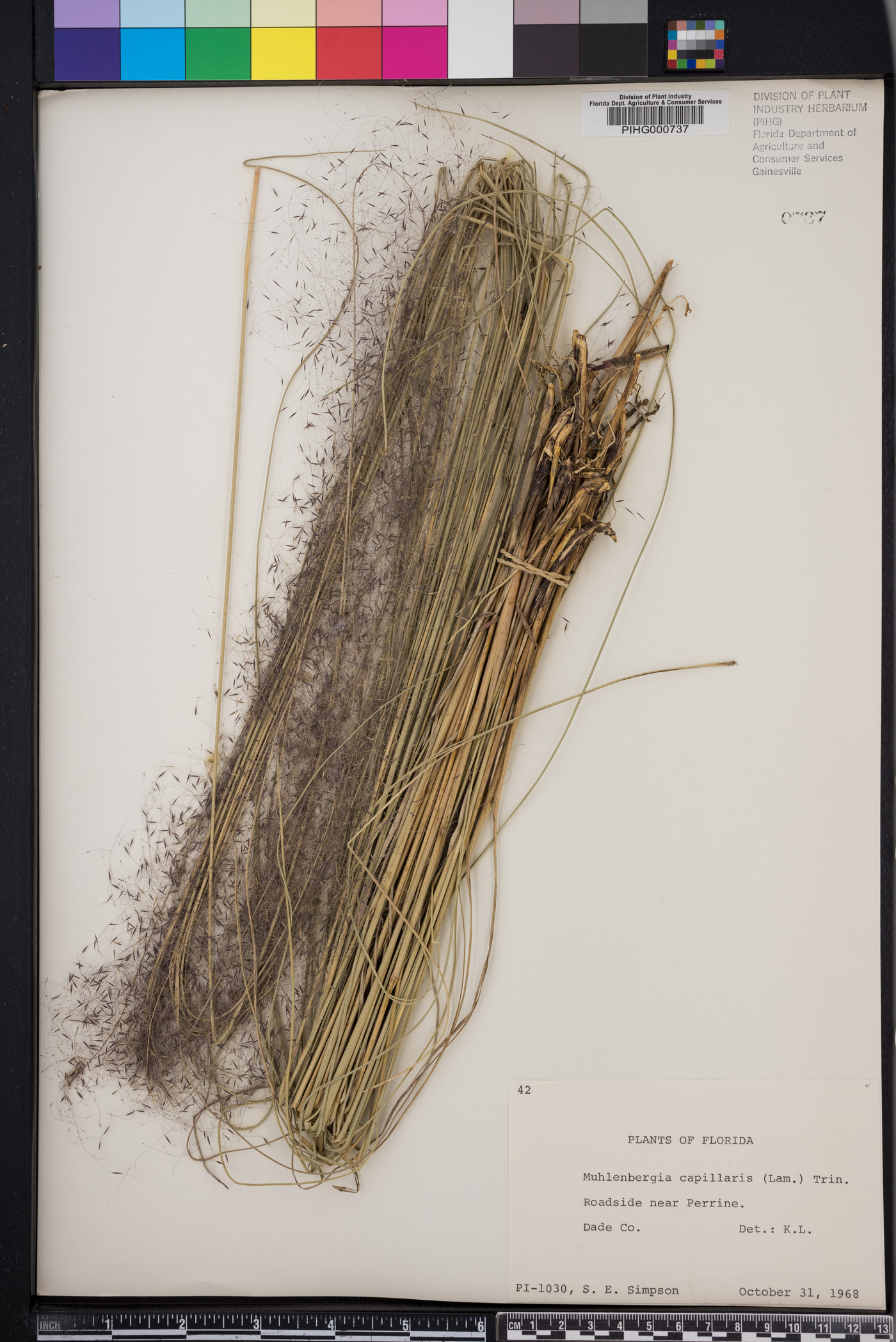 Muhlenbergia capillaris image