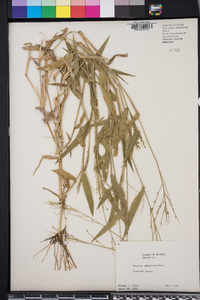 Urochloa adspersa image