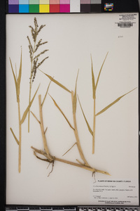 Urochloa mutica image