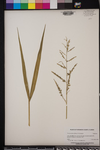 Urochloa mutica image