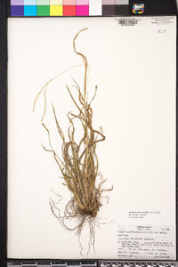 Paspalum setaceum var. stramineum image