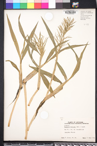 Paspalum fluitans image