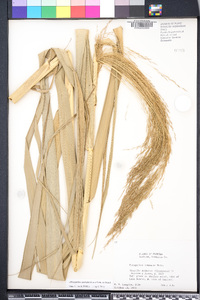 Phragmites australis image