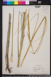 Spartina alterniflora image