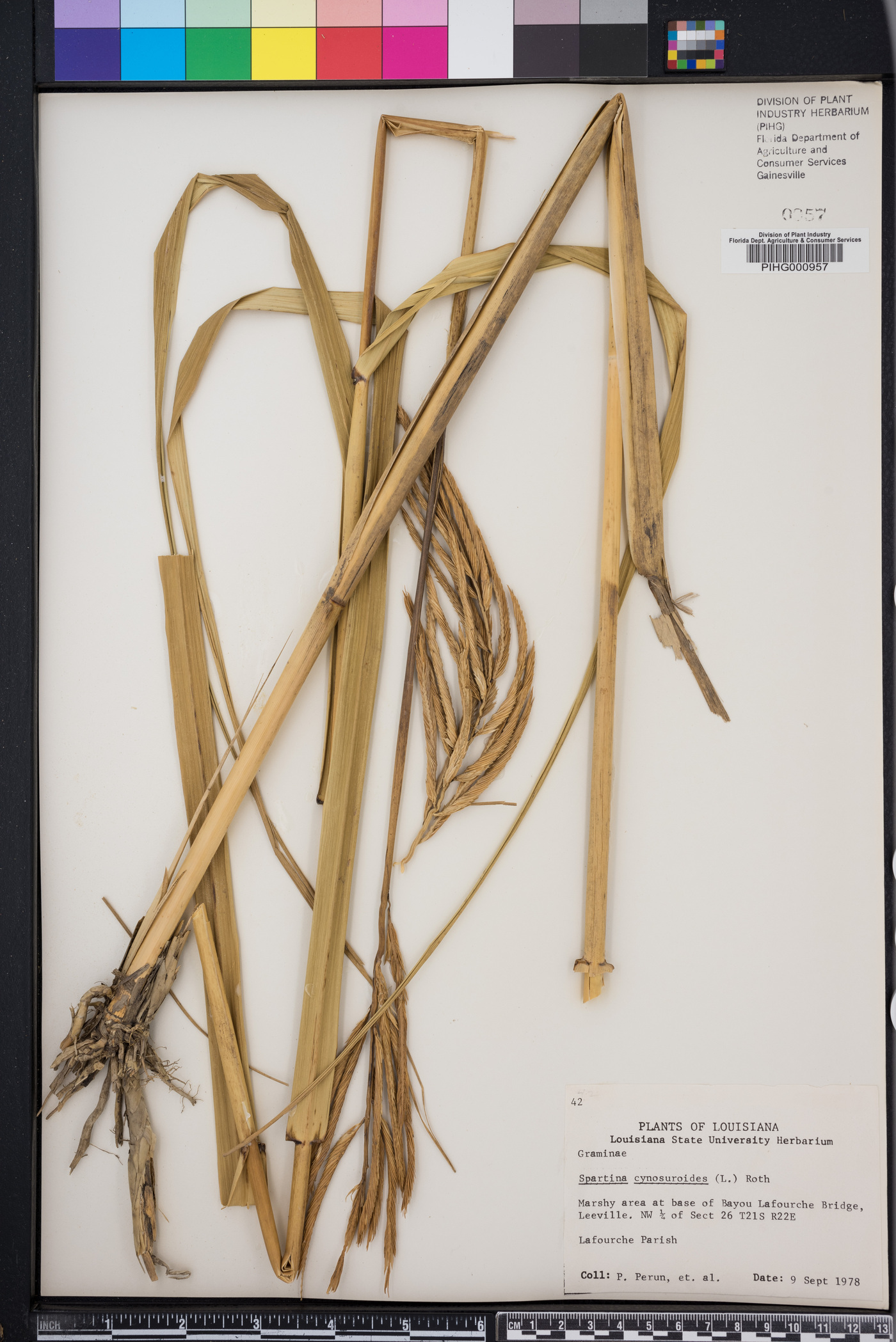 Spartina cynosuroides image