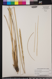 Spartina spartinae image