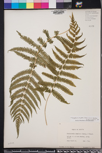 Thelypteris kunthii image