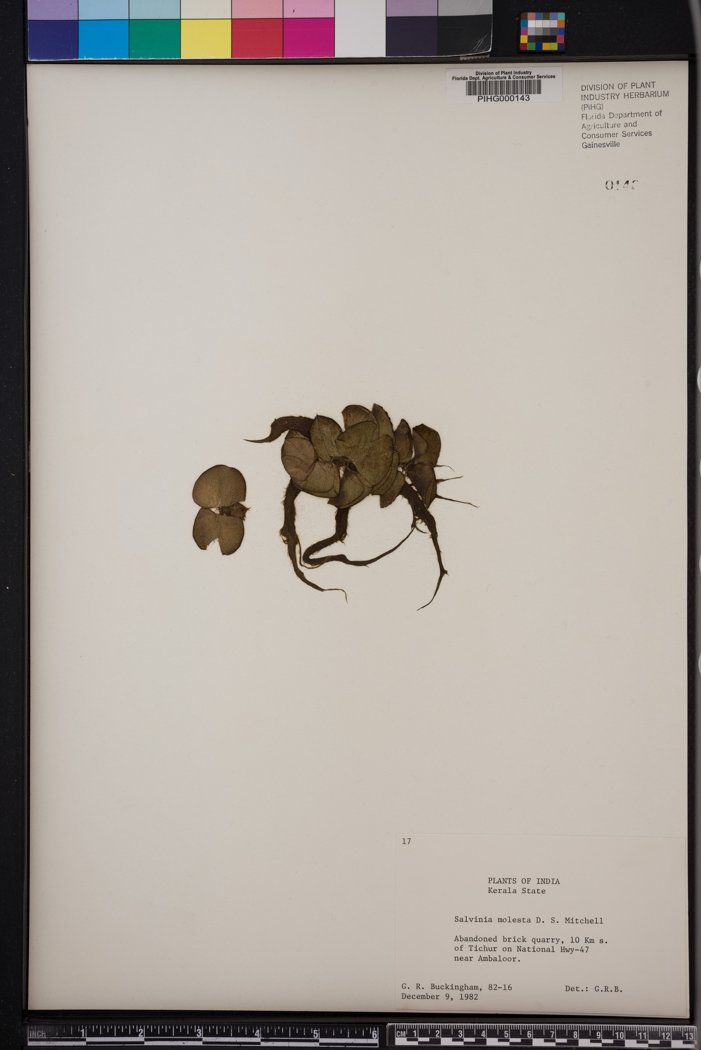 Salvinia molesta image