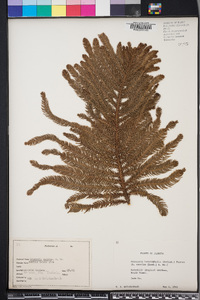 Araucaria heterophylla image