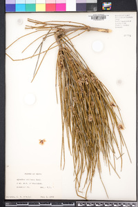 Ephedra trifurcata image