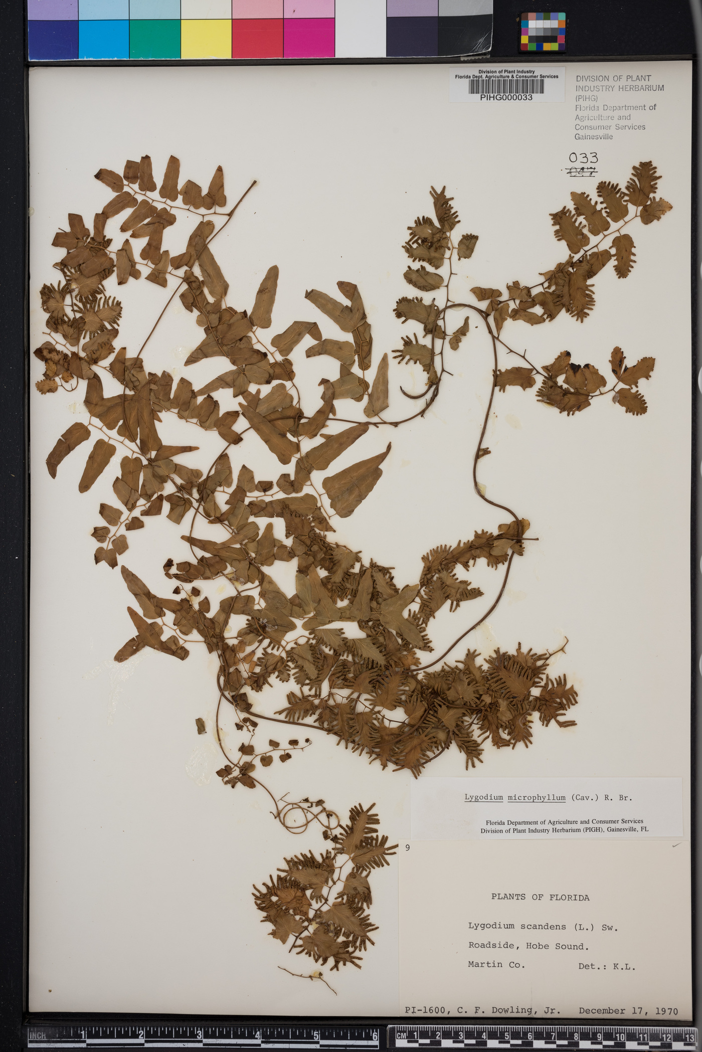 Lygodium scandens image