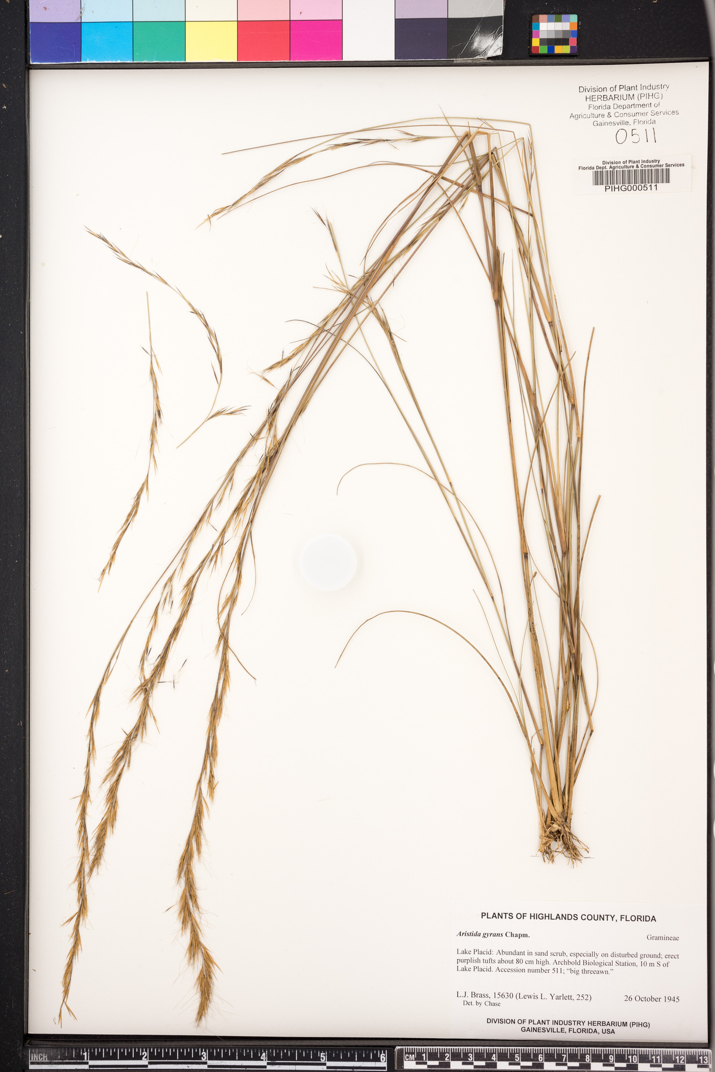 Aristida gyrans image