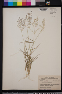 Eragrostis tracyi image