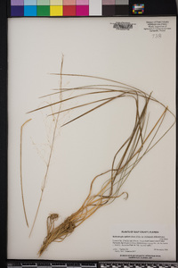 Muhlenbergia capillaris var. trichopodes image