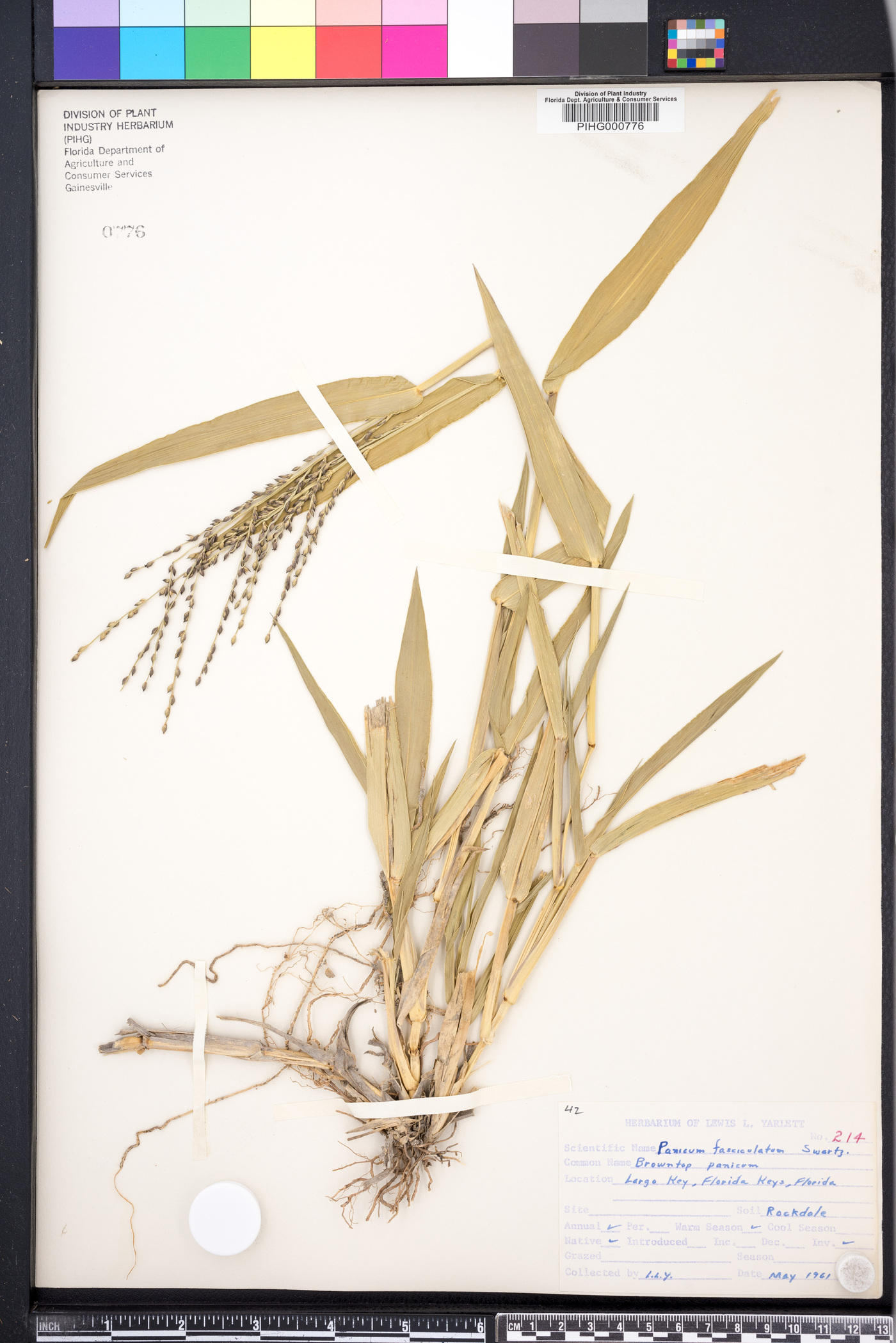 Urochloa adspersa image