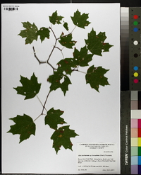 Acer leucoderme image