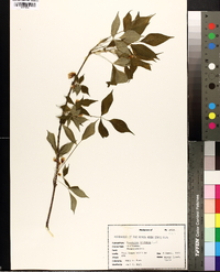 Staphylea trifolia image