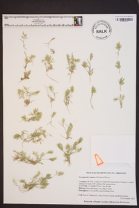 Eragrostis reptans image